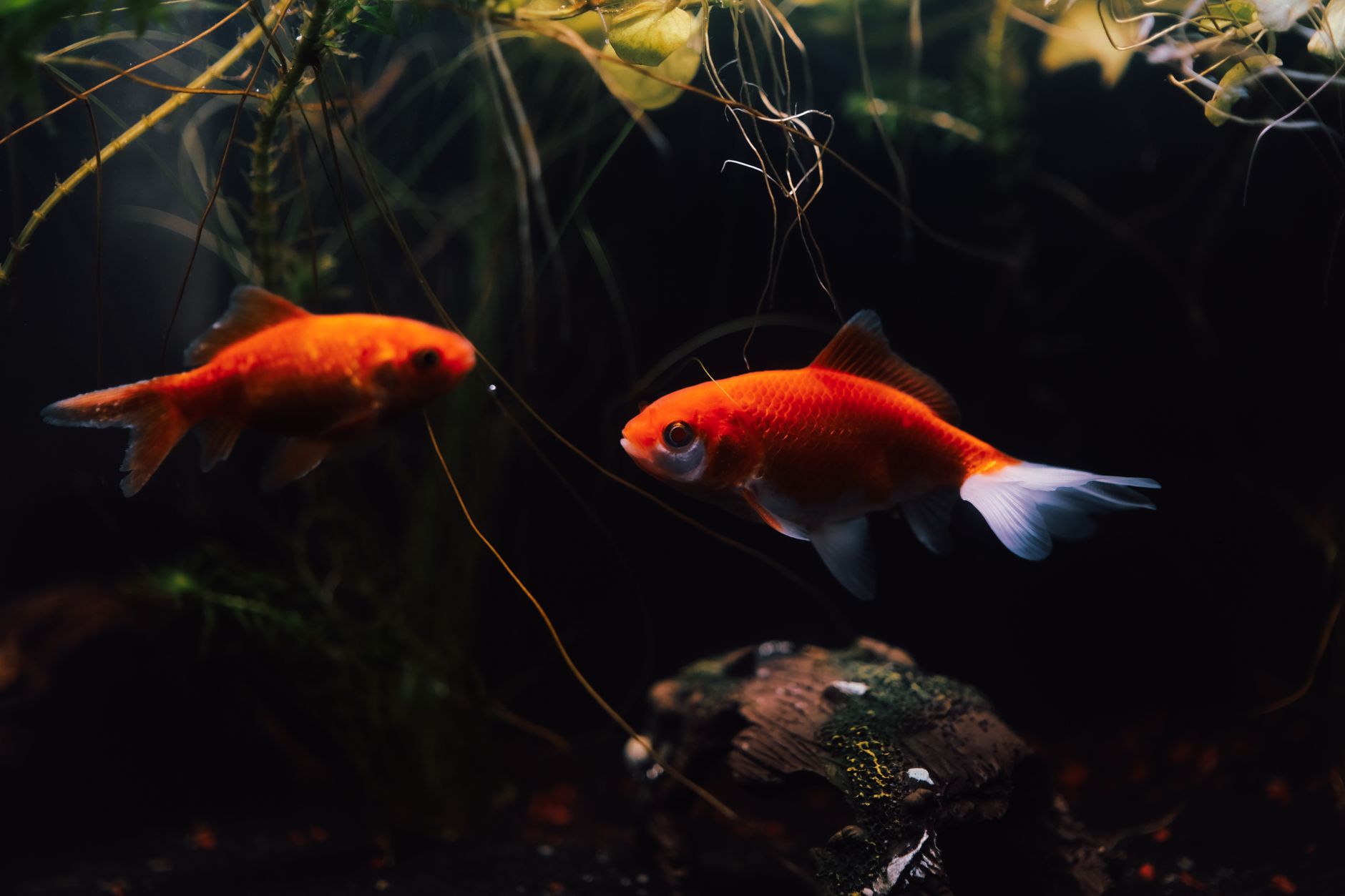 Your first aquarium, step by step