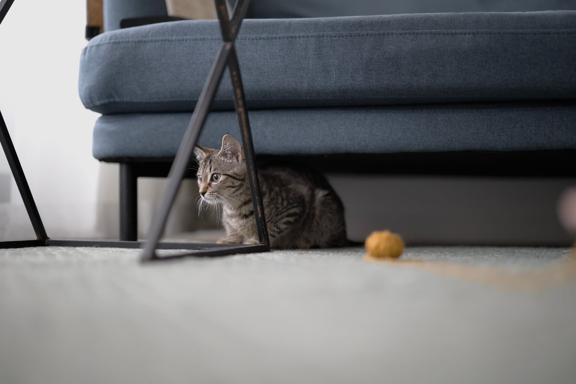 5 ways to keep an indoor cat happy