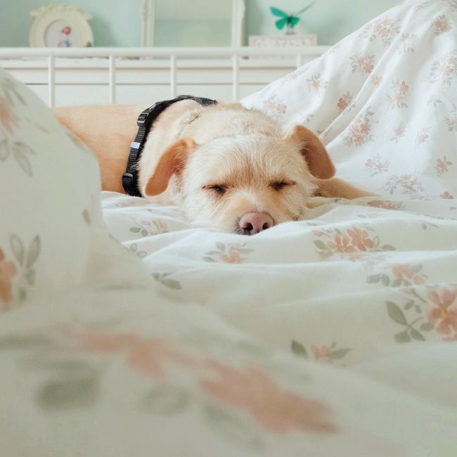 Orthopedic Memory-Foam Bed