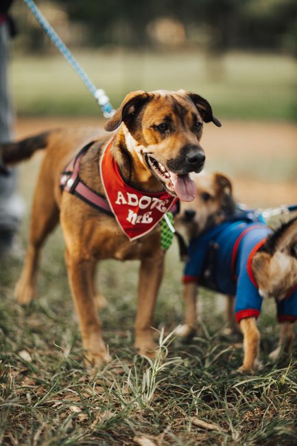 Organización de rescate animal · Miami-Dade, FL