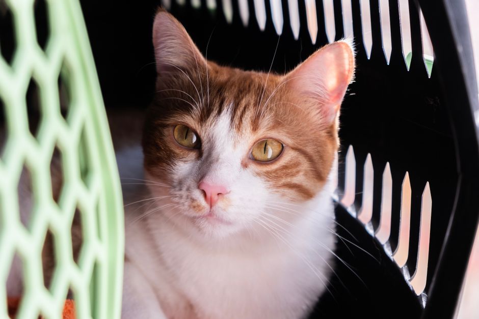 Ventilated Travel Carrier