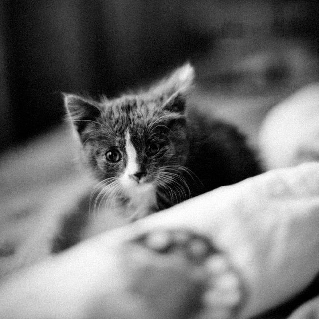 Kitten
