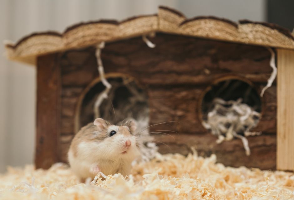 Wooden Hamster Hideout