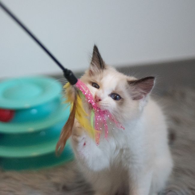 Feather Wand Teaser