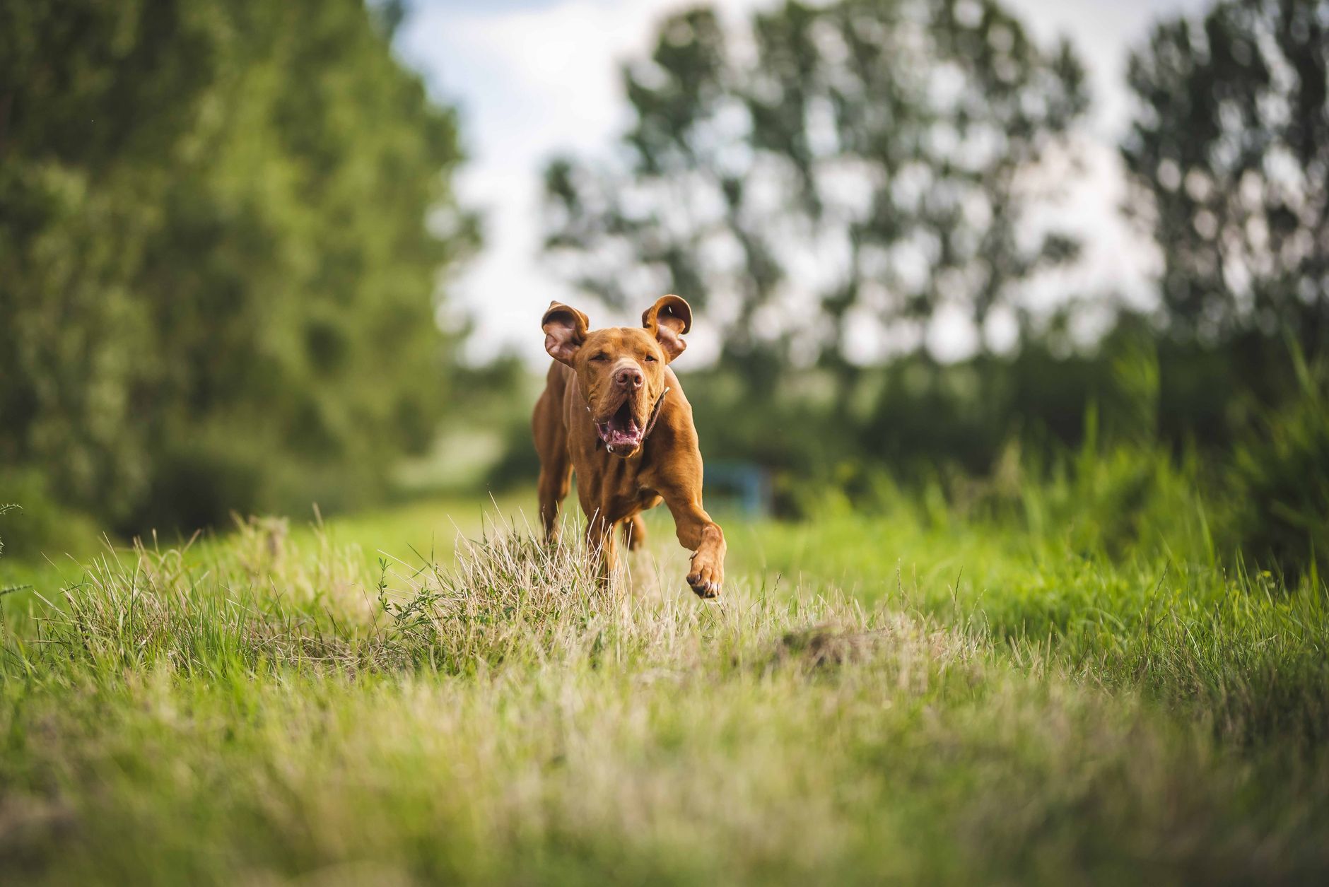 Dog running