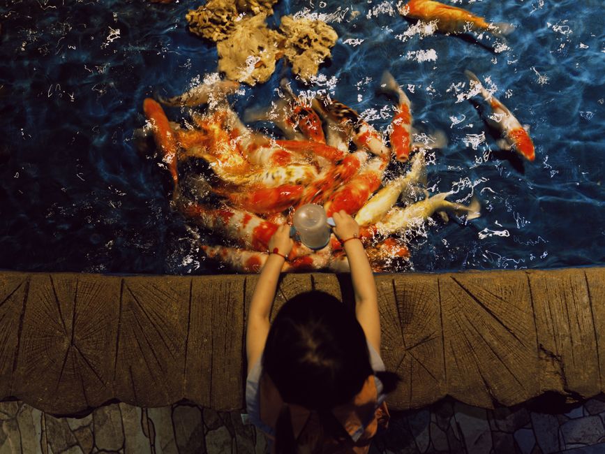 Tropical Fish Flakes