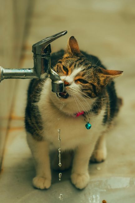 Pet Water Fountain · 2 L