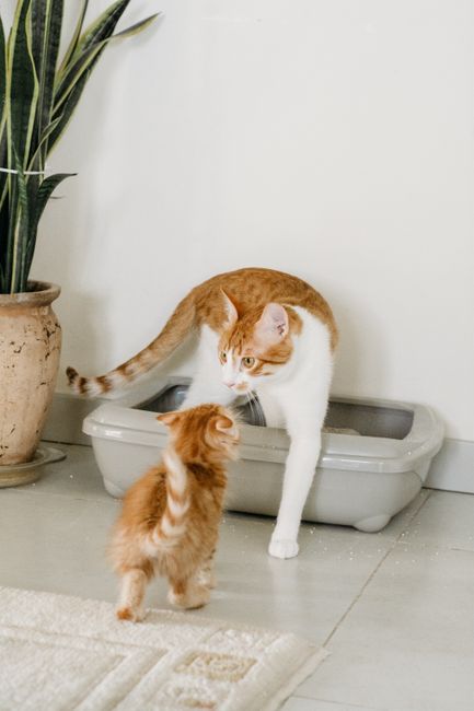 Odor-Control Litter Box