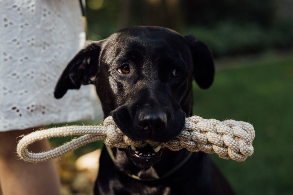 Cotton Rope Tug Toy