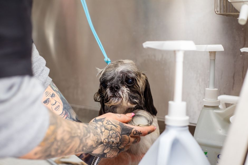 Oatmeal & Aloe Dog Shampoo