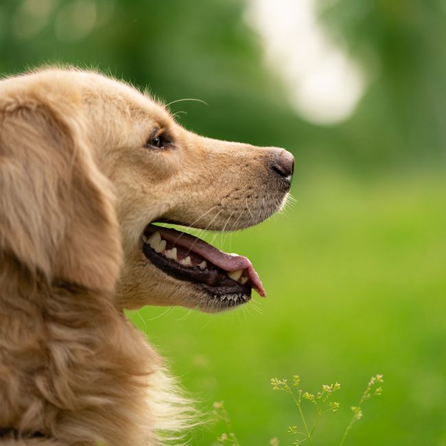 Max, Golden Retriever · Kendall