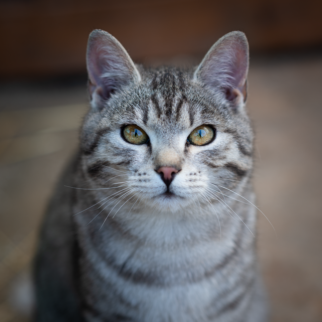 Luna, gata · La Pequeña Habana