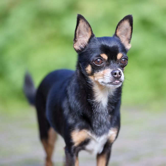 Coco, Chihuahua · Westchester